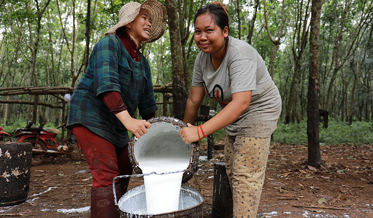 Cambodia earns over $549M from rubber exports